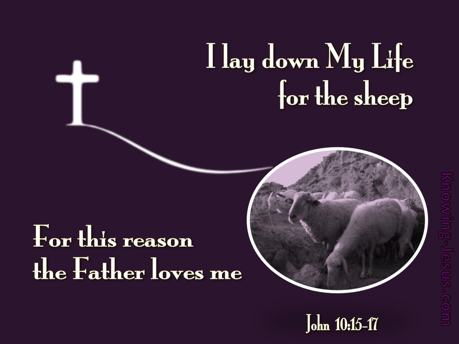 John 10:17 I Lay Down My Life For The Sheep (purple)